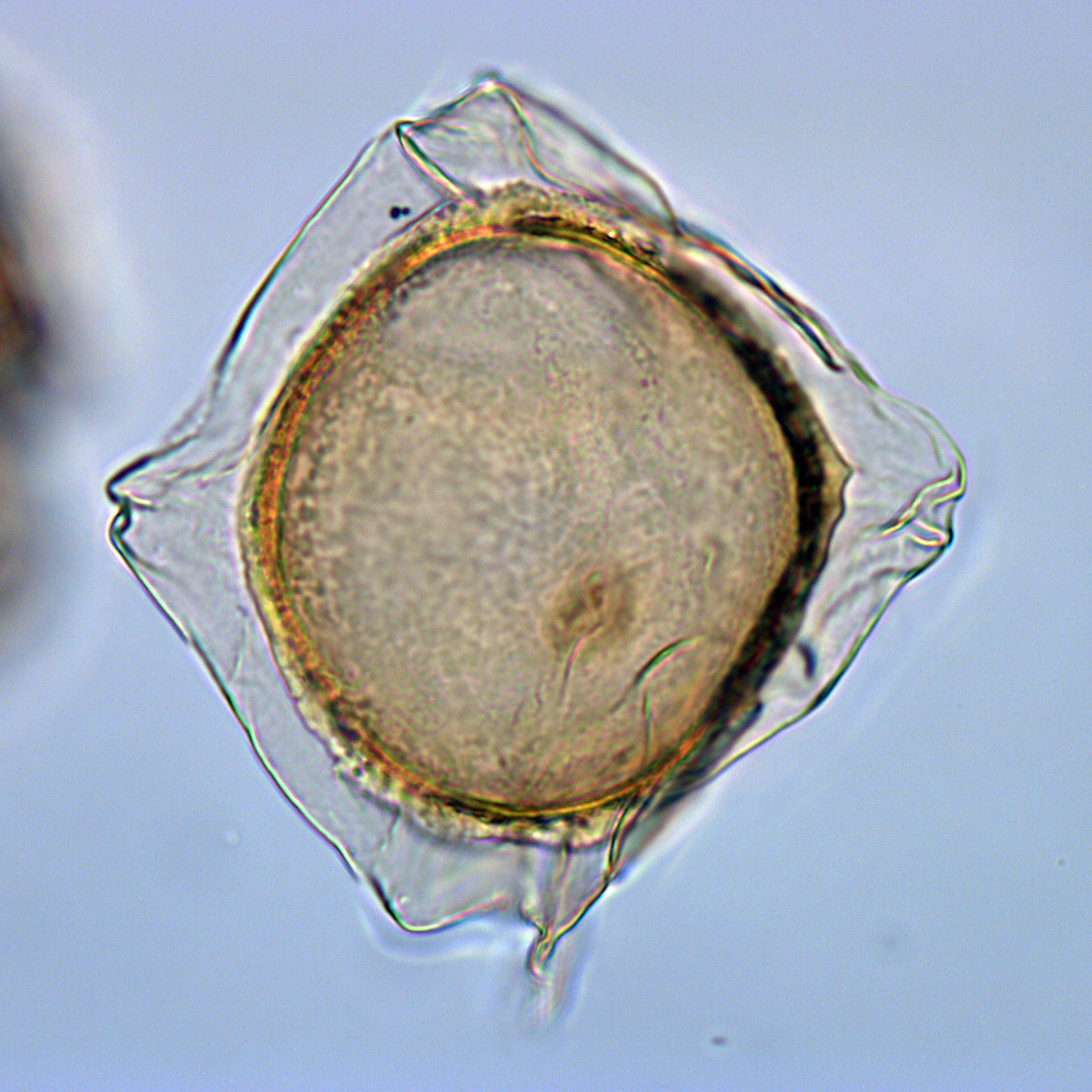 Rhombodinium draco, 1410C-8H-4, 65-67, X16-4, foto-c.jpg